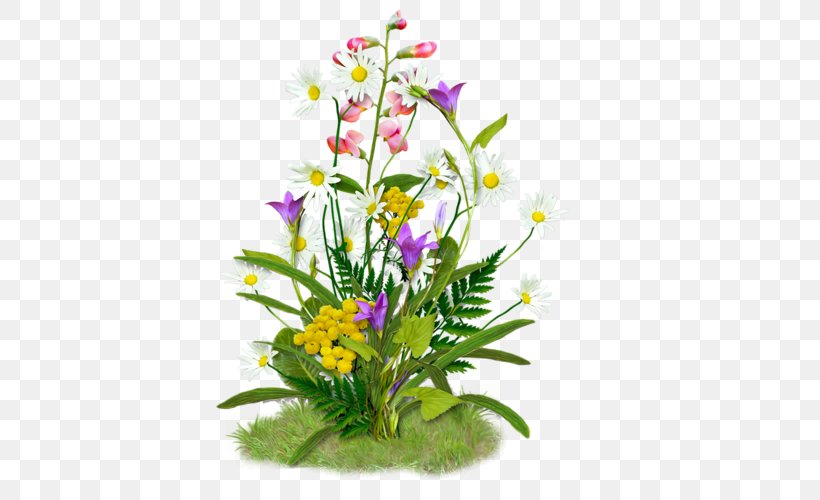 PAQ Flower Clip Art, PNG, 500x500px, Paq, Annual Plant, Cut Flowers, Digital Image, Display Resolution Download Free