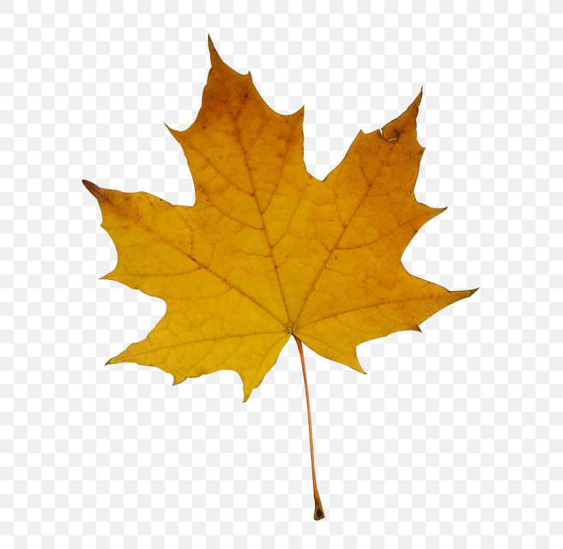 Stock Photography Maple Leaf Fotosearch, PNG, 640x800px, Stock Photography, Fotosearch, Leaf, Maple, Maple Leaf Download Free