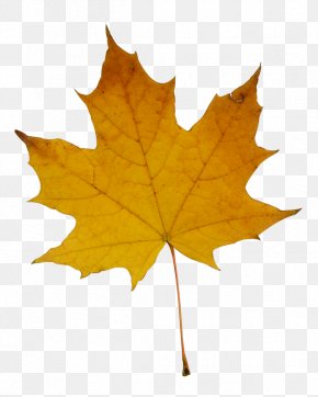 Leaf - Stock Photography Maple Leaf Fotosearch PNG
