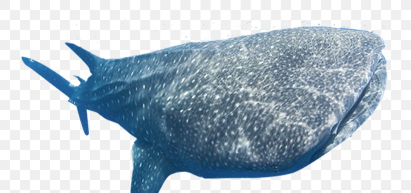 Whale Shark Dolphin Porpoise Cetacea, PNG, 734x386px, Shark, Animal Figure, Cartilaginous Fish, Cetacea, Dolphin Download Free