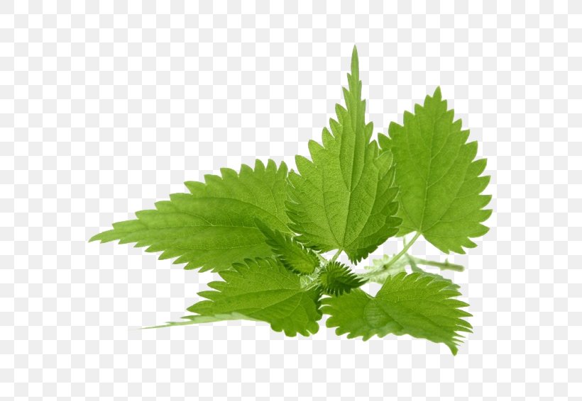 Common Nettle Extract Image Dioecy Photography, PNG, 620x566px, Common Nettle, Dioecy, Extract, Getty Images, Hemp Download Free