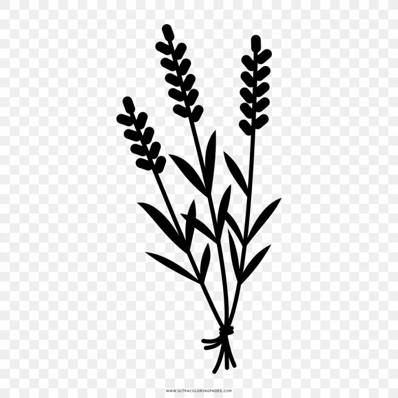 Herbal Tea Drawing English Lavender Night, PNG, 1000x1000px, Tea, Black And White, Branch, Coloring Book, Commodity Download Free