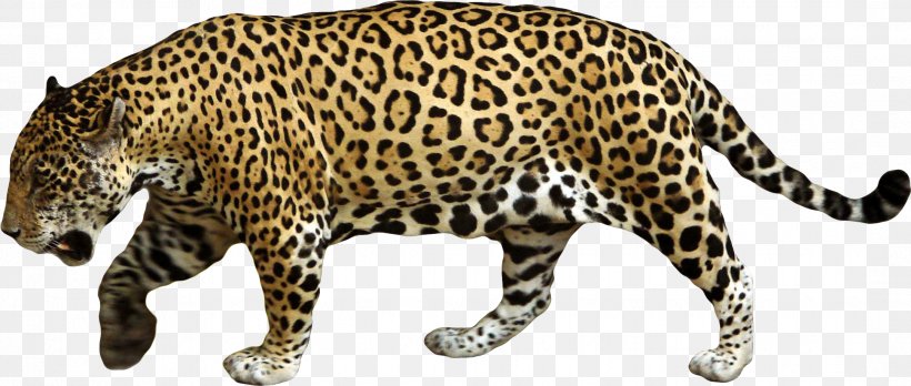 Jaguar Cars Leopard Clip Art, PNG, 2161x919px, Jaguar, Animal Figure, Big Cats, Carnivoran, Cat Like Mammal Download Free