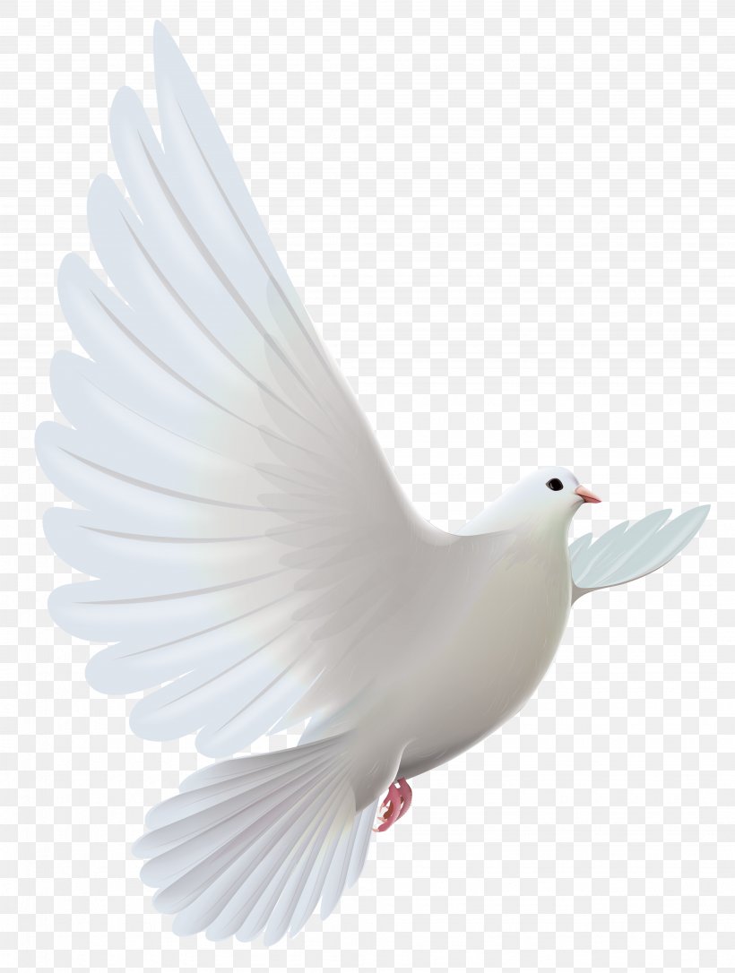 Pigeons And Doves Bird Prayer Clip Art, PNG, 3904x5175px, Columbidae, Beak, Bird, Doves As Symbols, Ducks Geese And Swans Download Free