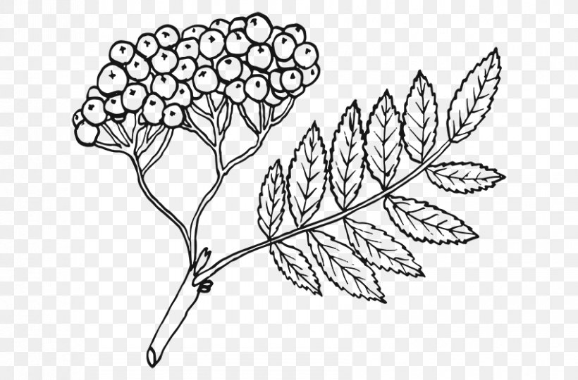 Coloring Book Line Art Leaf Rowan Drawing, PNG, 850x560px, Coloring Book, Area, Artwork, Auglis, Autumn Download Free