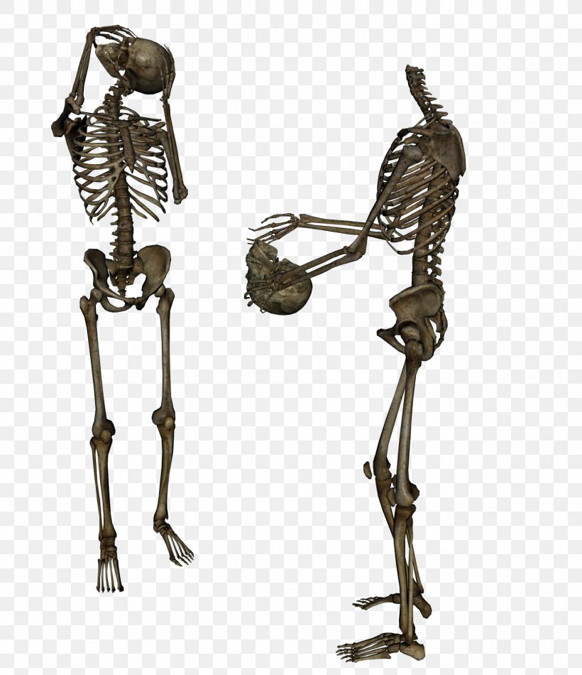 Human Skeleton Skull, PNG, 1500x1739px, Skeleton, Anatomy, Bone, Editing, Endoskeleton Download Free