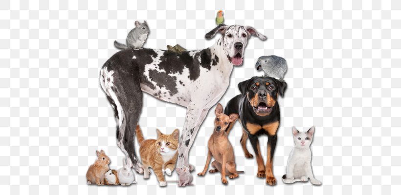 Pet Sitting Dog Cat Veterinarian, PNG, 600x400px, Pet Sitting, Animal, Animal Shelter, Bark, Breed Download Free