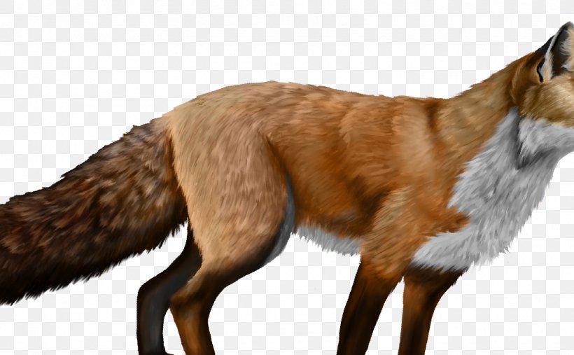 Red Fox Dog Canidae Fur, PNG, 1605x993px, Red Fox, Animal, Canidae, Carnivora, Carnivoran Download Free