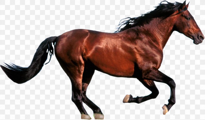 Andalusian Horse Turkoman Horse Thoroughbred Arabian Horse Falabella, PNG, 1280x753px, Andalusian Horse, Animal, Animal Figure, Arabian Horse, Bit Download Free