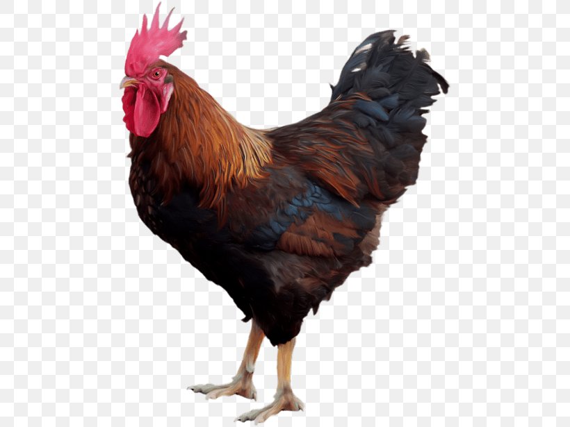 Chicken Rooster, PNG, 480x615px, Chicken, Beak, Bird, Feather, Fowl Download Free