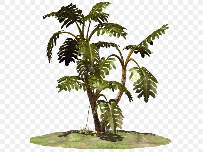 Coconut Flowerpot Houseplant Terrestrial Plant Plant Stem, PNG, 600x614px, Coconut, Arecales, Flowerpot, Houseplant, Palm Tree Download Free