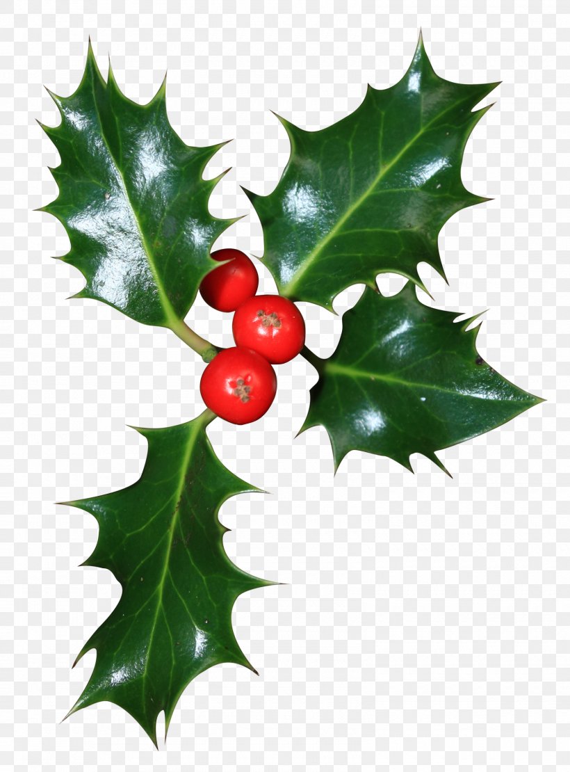 Common Holly Aquifoliales American Holly Idea Image, PNG, 1600x2167px, Common Holly, American Holly, Aquifoliales, Bing, Branch Download Free