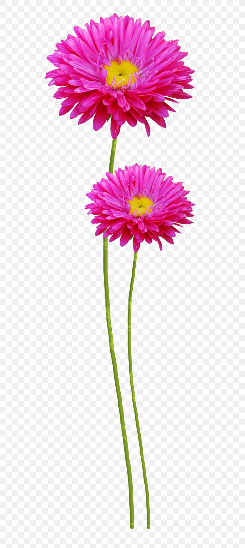 Flower Clip Art, PNG, 600x1833px, Flower, Annual Plant, Aster, Cut Flowers, Daisy Download Free