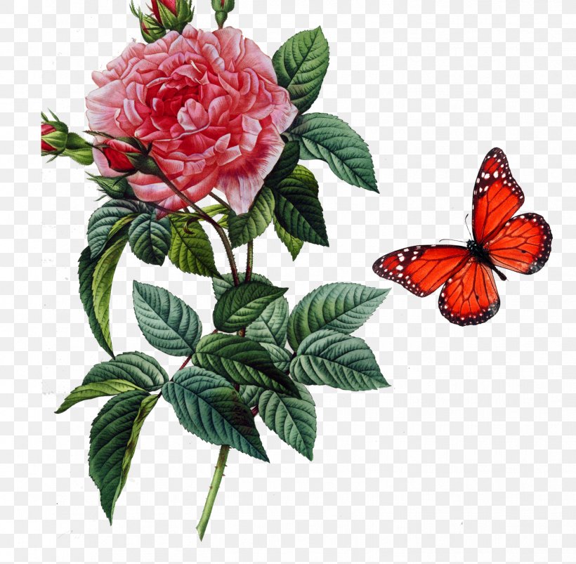 Rosa Gallica Damask Rose Centifolia Roses Botany Botanical Illustration, PNG, 1417x1388px, Rosa Gallica, Art, Botanical Illustration, Botany, Butterfly Download Free