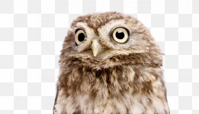 Reverend - Little Owl Business Afacere Tawny Owl PNG