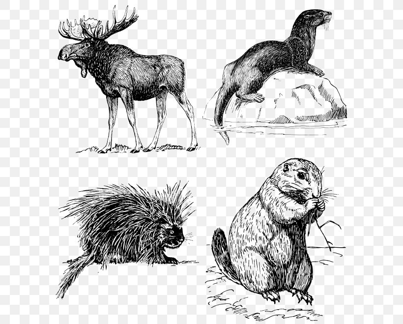 Moose Red Deer Elk Drawing, PNG, 600x659px, Moose, Antler, Art, Beaver, Black And White Download Free
