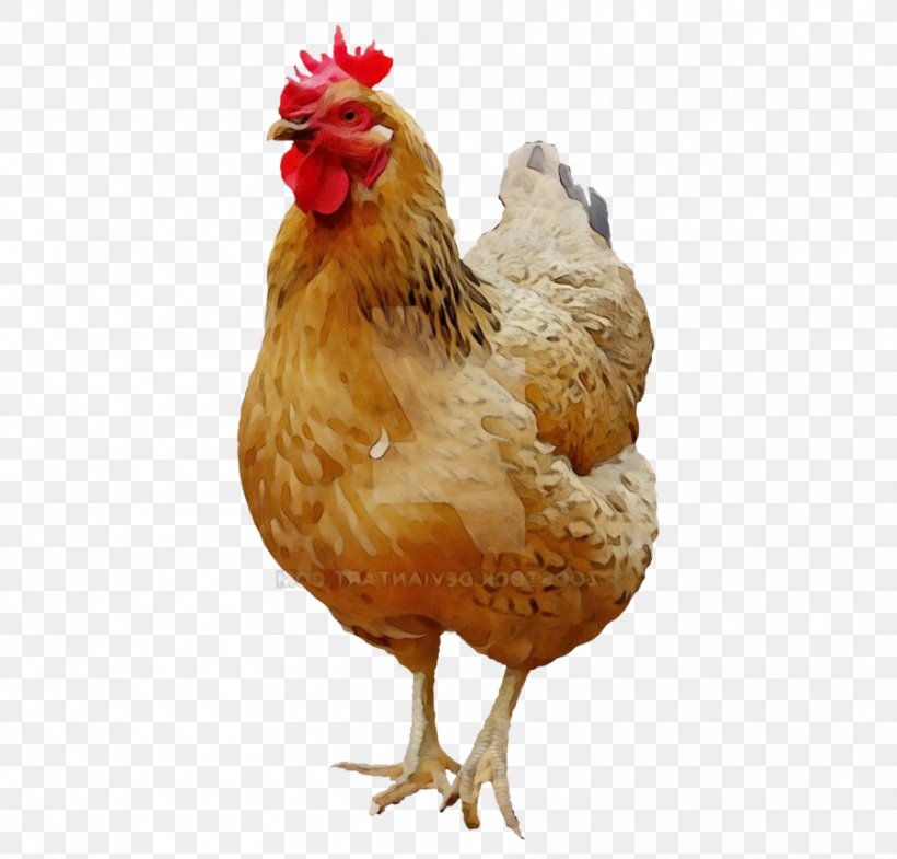 Chicken Bird Rooster Comb Poultry, PNG, 900x862px, Watercolor, Beak, Bird, Chicken, Chicken Meat Download Free