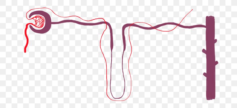Nephron Kidney Diagram Study Skills Label, PNG, 732x376px ...
