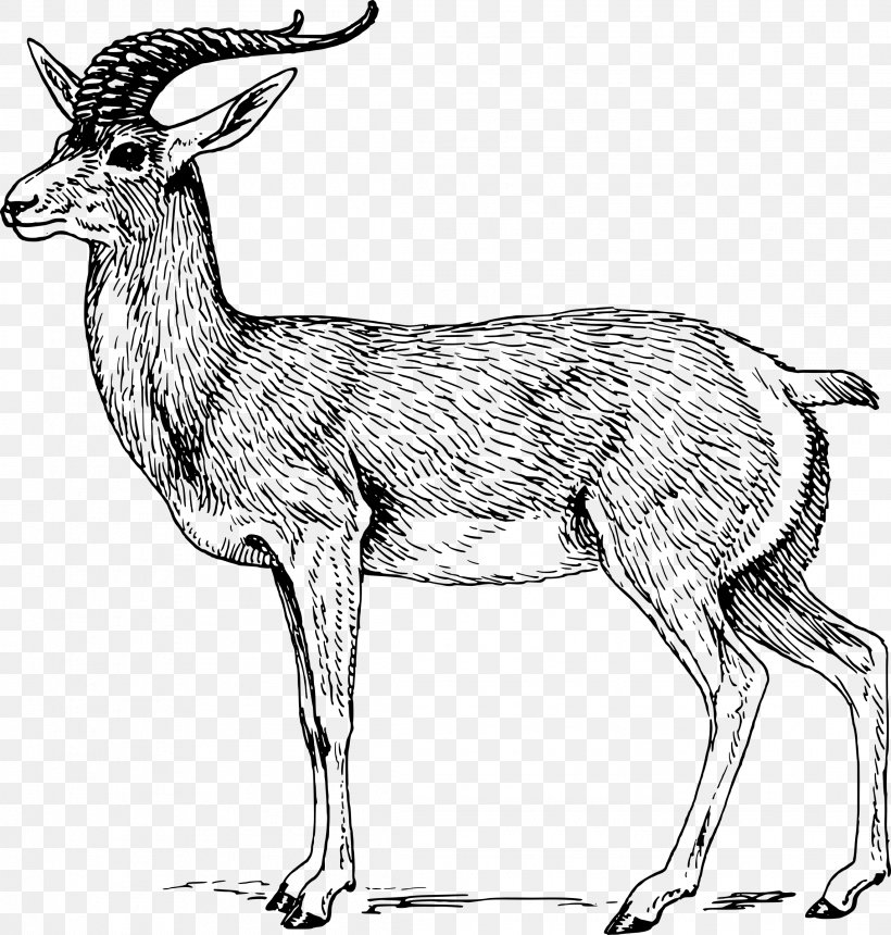 Antelope Springbok Impala Clip Art, PNG, 2287x2400px, Antelope, Animal Figure, Antler, Black And White, Blog Download Free