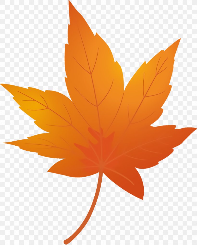 Maple Leaf Autumn Leaf Yellow Leaf, PNG, 824x1026px, Maple Leaf, Autumn Leaf, Black Maple, Leaf, Maple Download Free