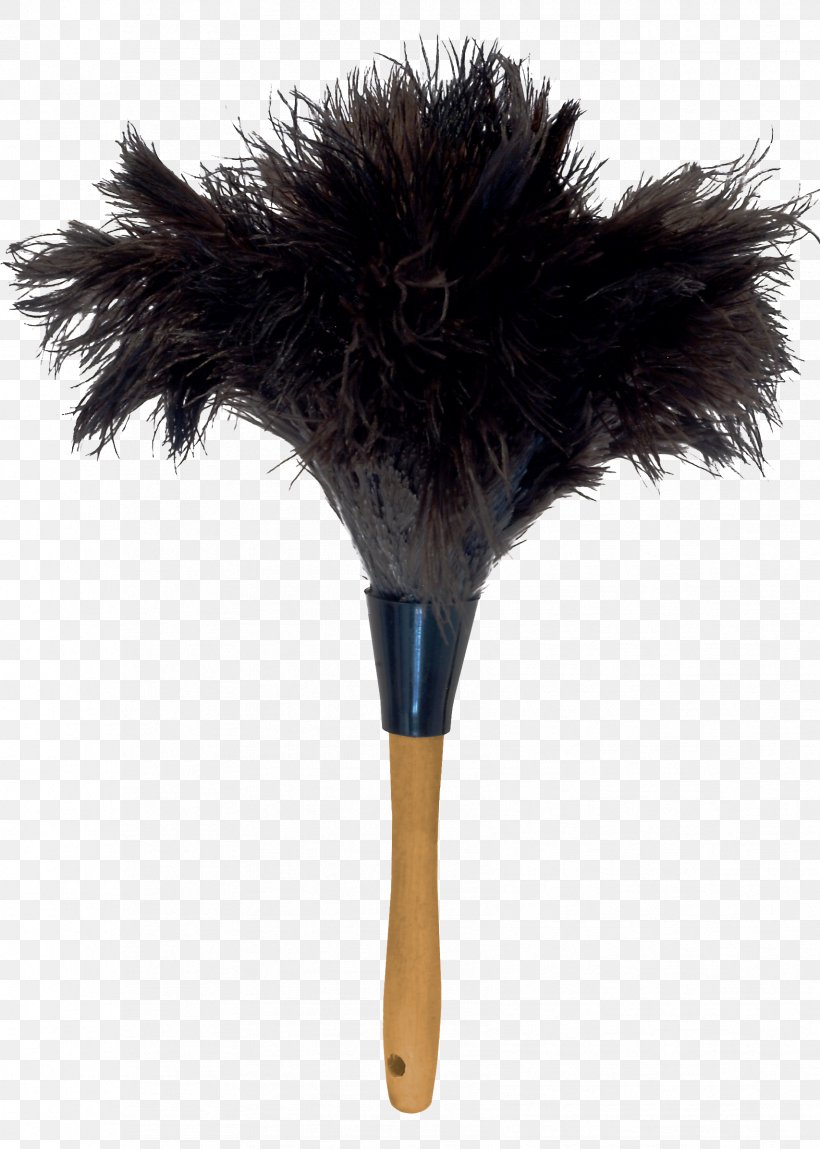 Common Ostrich Feather Duster Plumes D Autruche Duvet Png