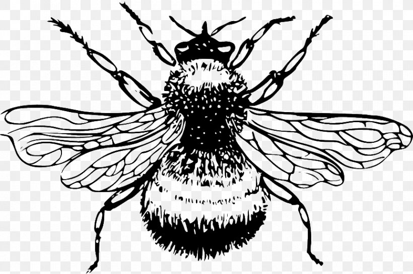 European Dark Bee Insect Clip Art Honey Bee, PNG, 860x572px, Bee, Art, Arthropod, Beetle, Blackandwhite Download Free