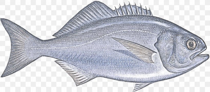 Fish Fish Fish Products Sole Oily Fish, PNG, 1800x792px, Fish, Barramundi, Bonyfish, Cod, Fin Download Free