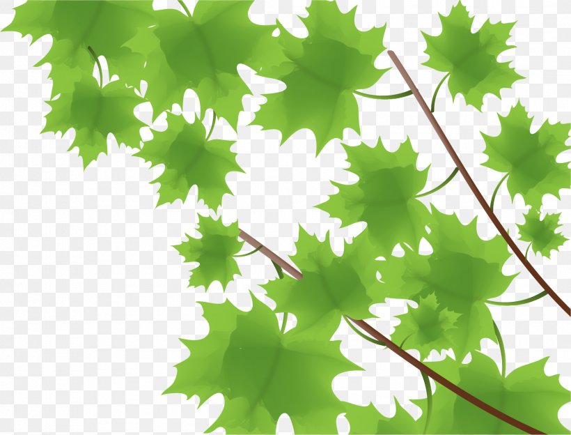 Maple Leaf Green, PNG, 1732x1320px, Maple Leaf, Branch, Flowering Plant, Grape Leaves, Grapevine Family Download Free