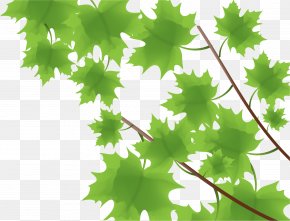 Maple Leaf Spring Vector Material Panels - Maple Leaf Green PNG