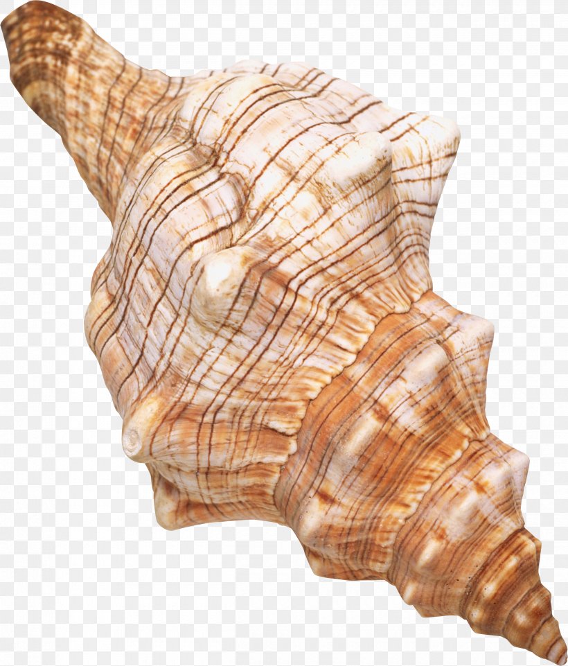 Seashell Restaurant Seashell #6 Molluscs Spiral, PNG, 2500x2930px, Seashell, Cockle, Computer Software, Conch, Conchology Download Free