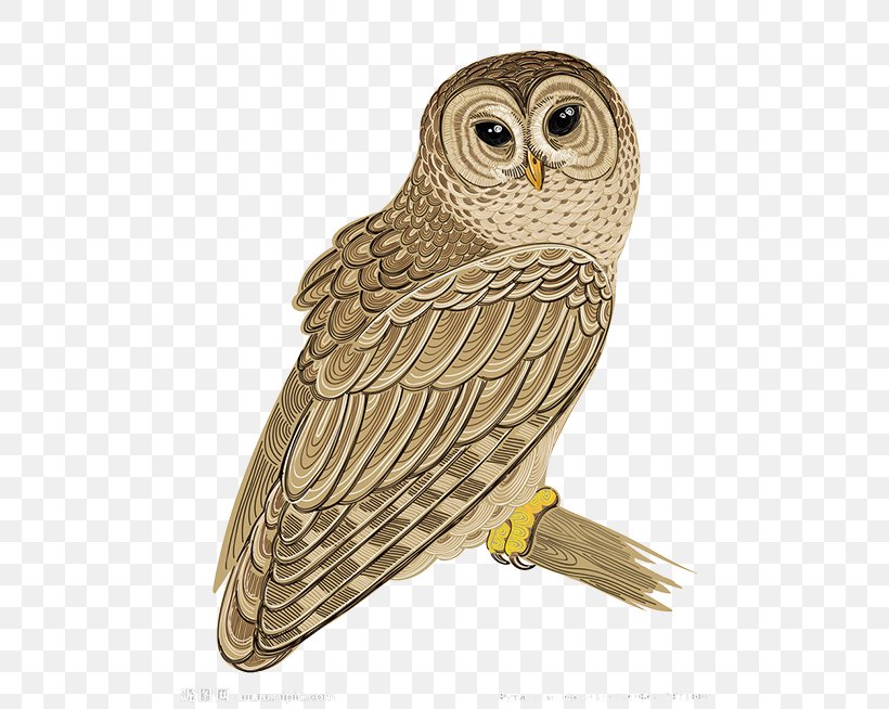 Barred Owl Bird Clip Art, PNG, 500x654px, Owl, Barred Owl, Beak, Bird, Bird Of Prey Download Free