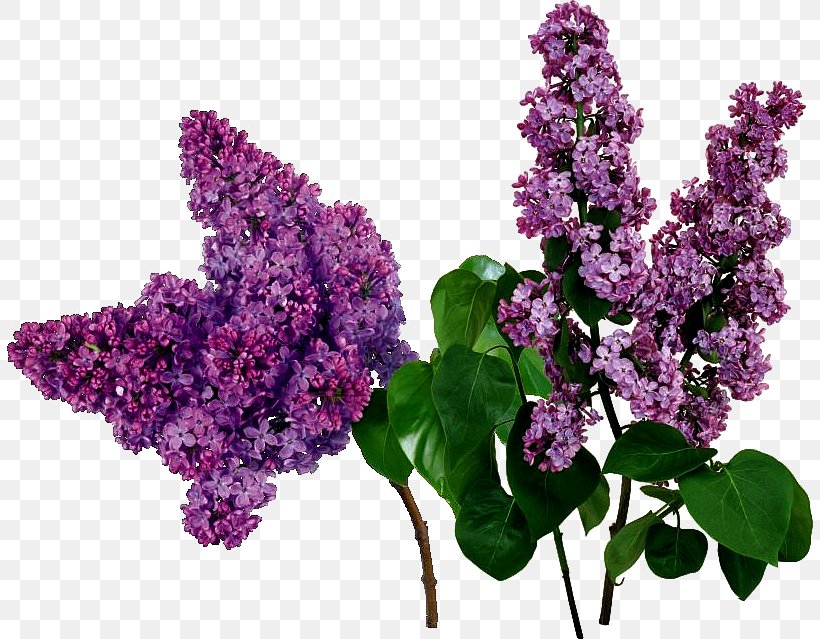 Common Lilac Purple Flower Red, PNG, 808x639px, Common Lilac, Branch, Color, Cut Flowers, Flower Download Free