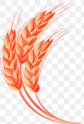 Yellow Simple Wheat Decoration Pattern - Oat Wheat Crop PNG