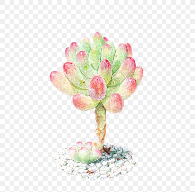 Succulent Plant Watercolor Painting Colored Pencil, PNG, 700x806px, Succulent Plant, Art, Cactaceae, Colored Pencil, Drawing Board Download Free