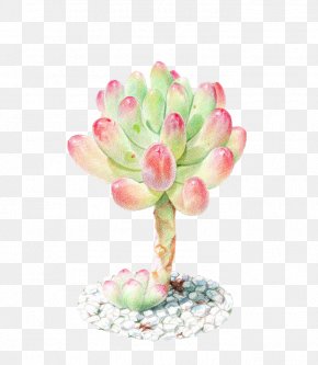 Jelly Otome Heart - Succulent Plant Watercolor Painting Colored Pencil PNG