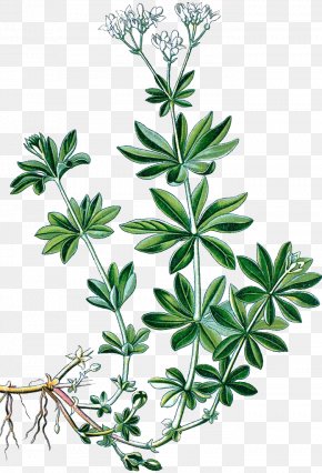 Car Leaves Grass Hand Painted - Sweetscented Bedstraw Heath Bedstraw Cleavers Galium Pumilum Galium Verum PNG