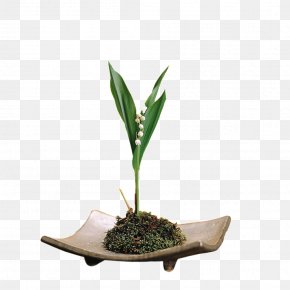 Lily Of The Valley - Xinhezhen Lily Of The Valley Icon PNG