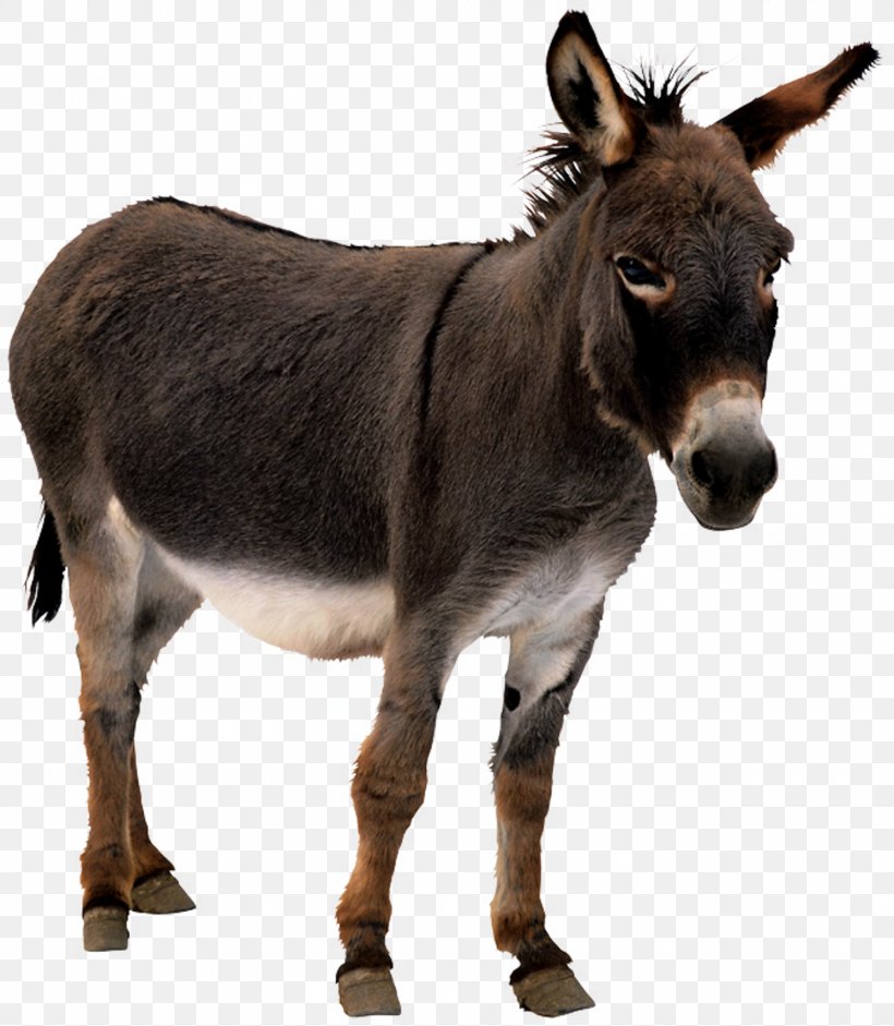 Donkey Animation Horse, PNG, 1600x1838px, Donkey, Animation, Blog, Cartoon,  Emaze Download Free