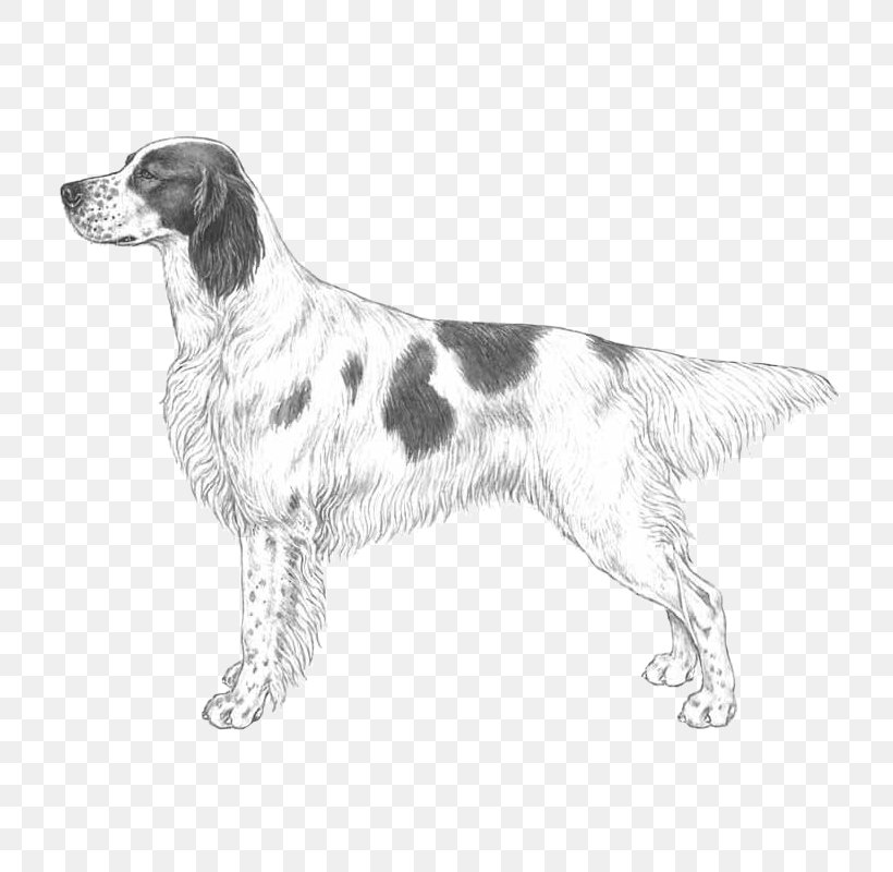 English Setter Drentse Patrijshond Small Münsterländer Brittany Dog Large Münsterländer, PNG, 800x800px, English Setter, Breed, Brittany, Brittany Dog, Carnivoran Download Free