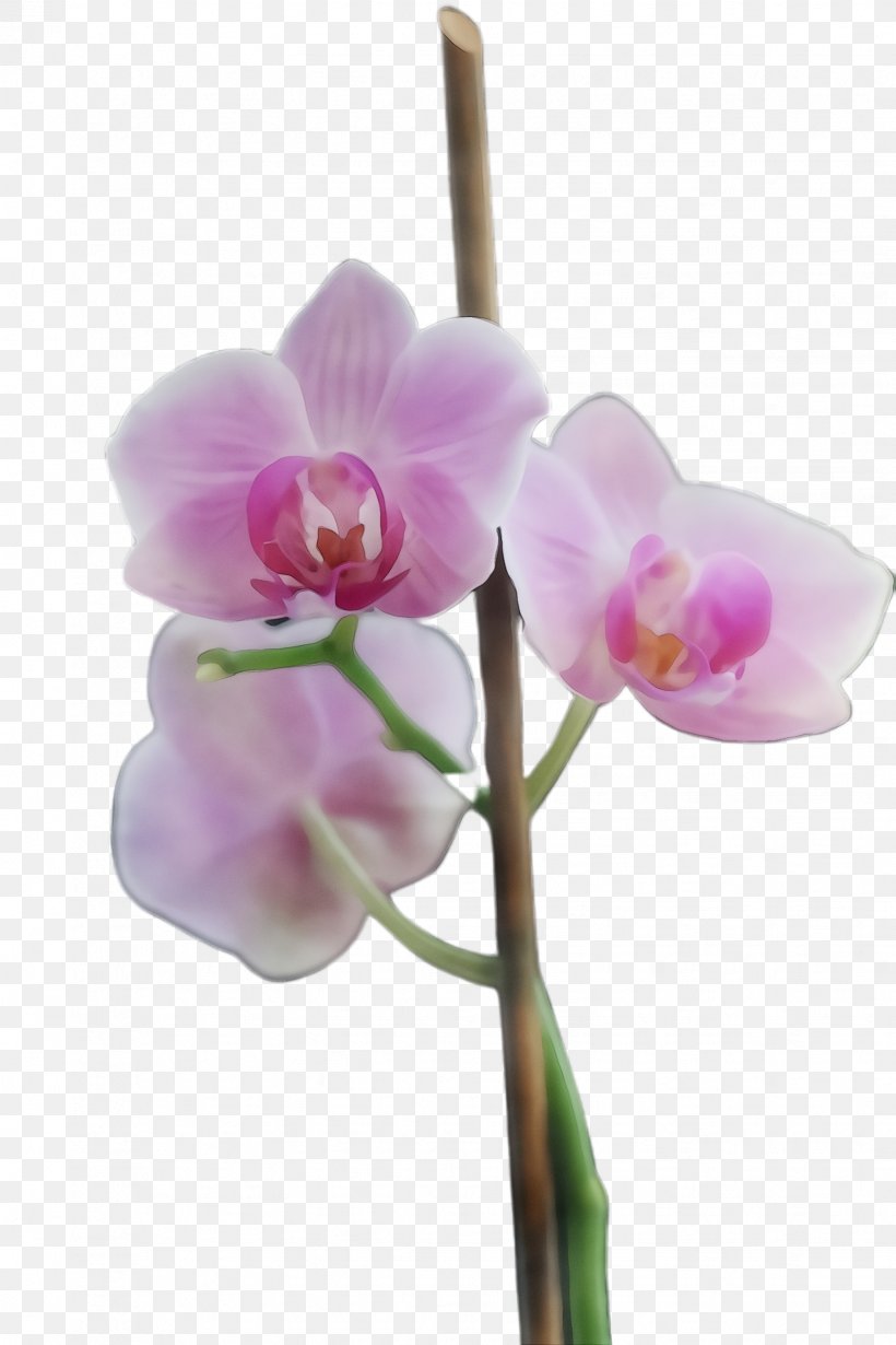 Flower Flowering Plant Plant Moth Orchid Pink, PNG, 1632x2448px, Watercolor, Flower, Flowering Plant, Moth Orchid, Orchid Download Free