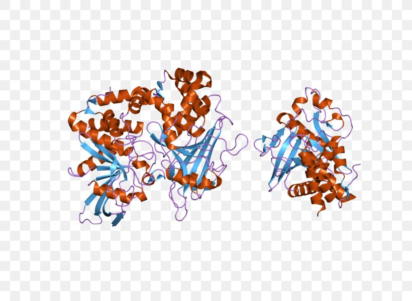 PTPRD Protein Tyrosine Phosphatase Receptor Illustration, PNG, 800x600px, Ptprd, Art, Enzyme, Gene, Human Download Free