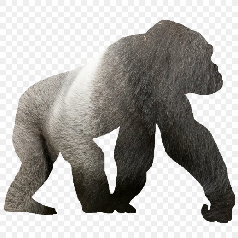 Western Lowland Gorilla Silhouette Clip Art, PNG, 894x894px, Western Lowland Gorilla, Animal Figure, Chimpanzee, Fauna, Gorilla Download Free