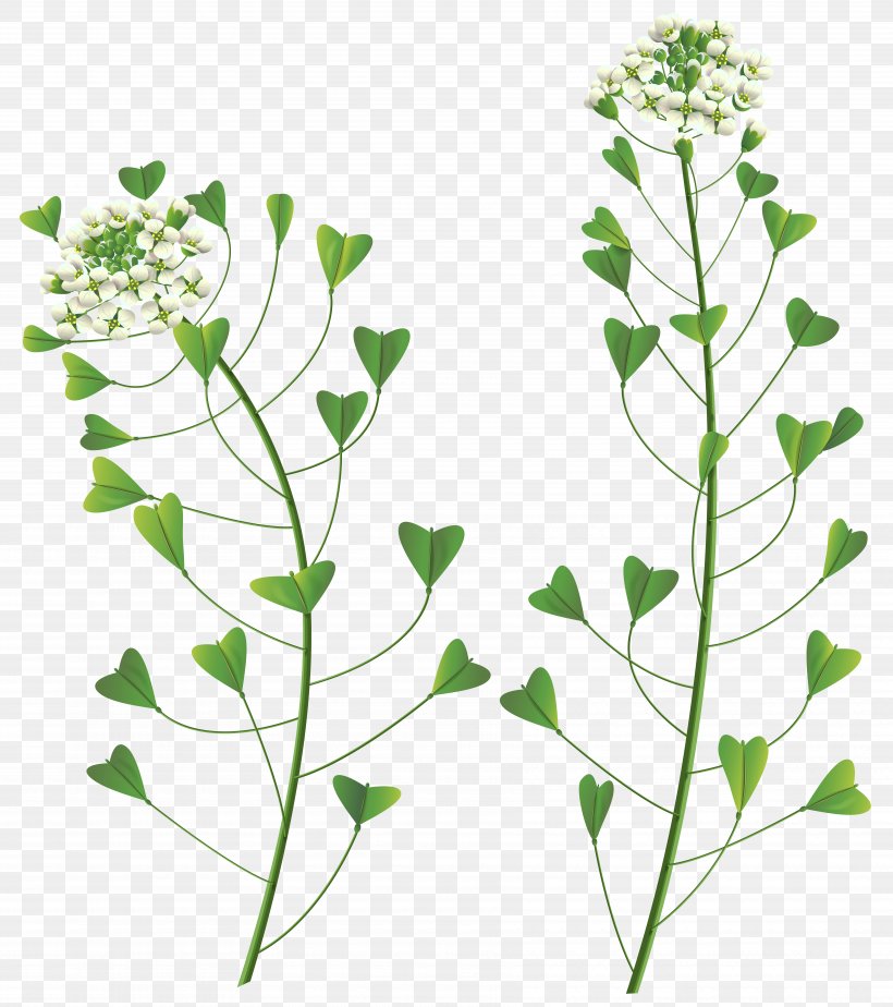 Wildflower Stock Photography Clip Art, PNG, 7098x8000px, Flower, Branch, Color, Cut Flowers, Flora Download Free