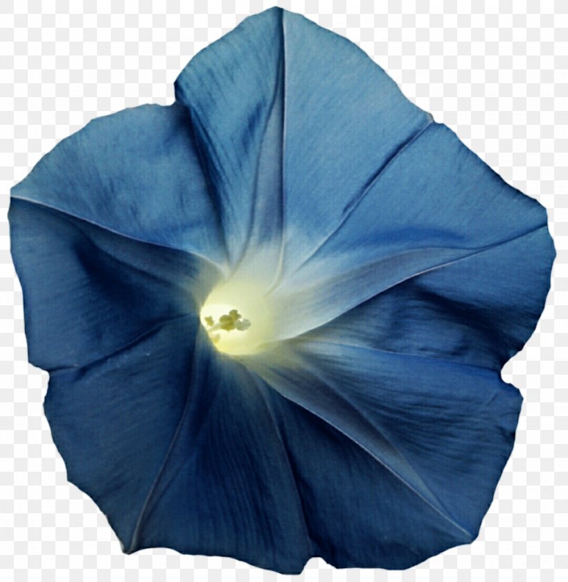 Cobalt Blue Electric Blue Tropical White Morning-glory Ipomoea Violacea, PNG, 1024x1048px, Blue, Beach Moonflower, Cobalt, Cobalt Blue, Electric Blue Download Free