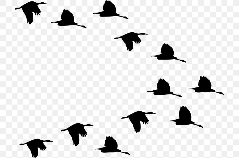 Duck Flight Bird Goose Mallard, PNG, 717x544px, Duck, Animal Migration, Beak, Bird, Bird Migration Download Free
