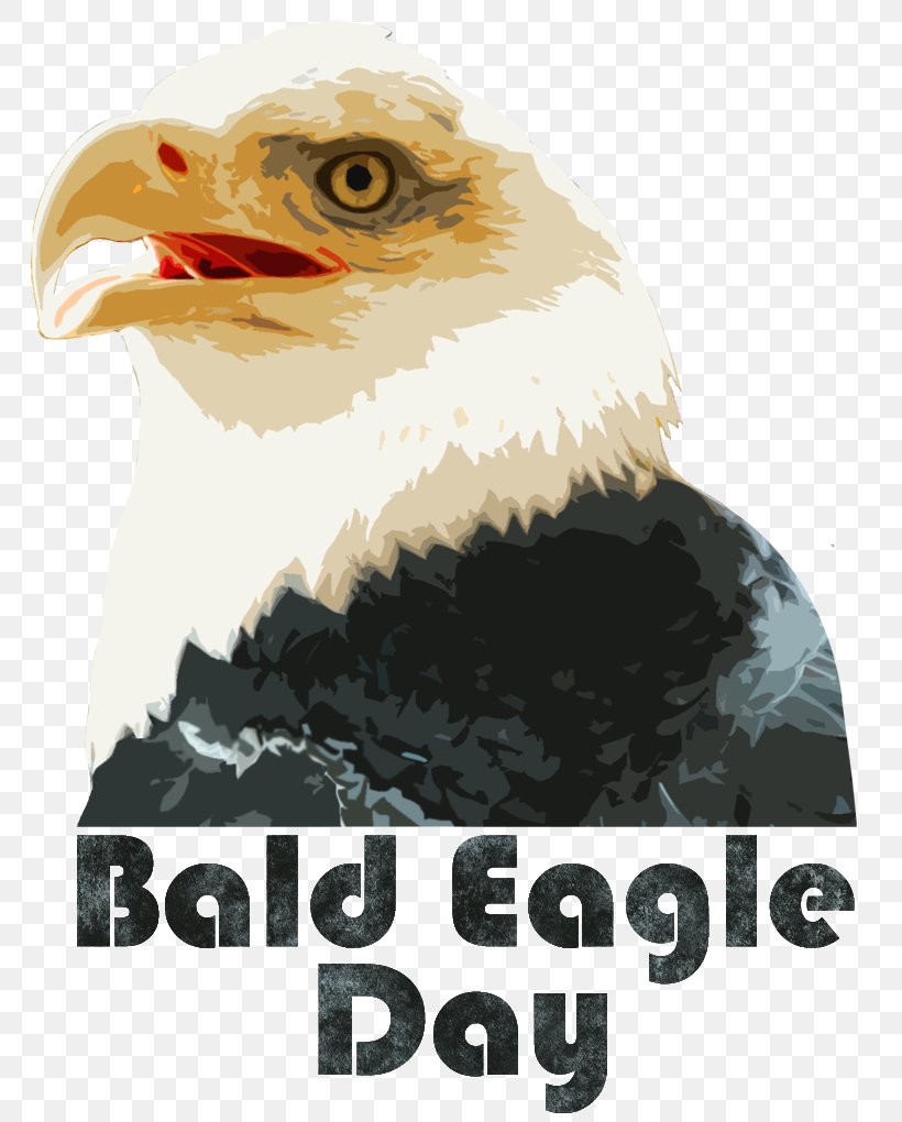 Eagle Vulture Beak Brand, PNG, 804x1020px, Eagle, Accipitriformes, Beak, Bird, Bird Of Prey Download Free
