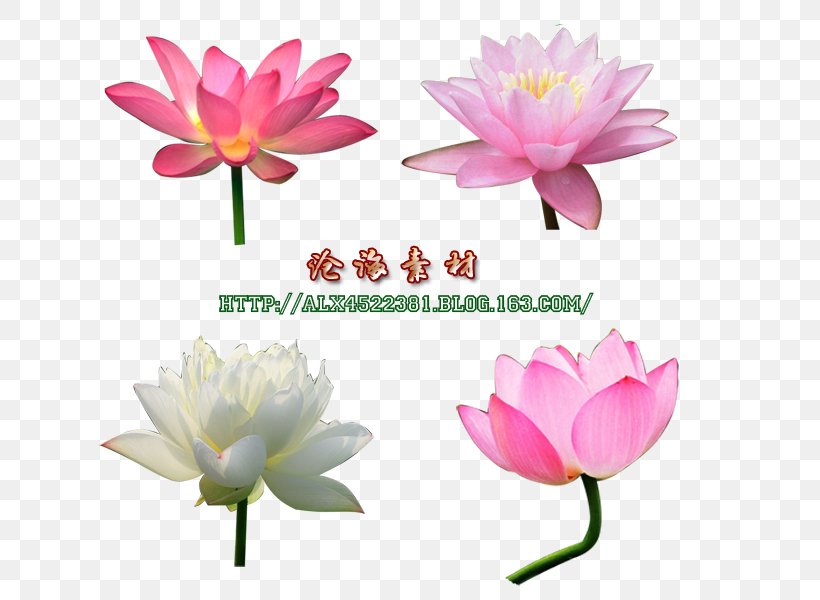 Sacred Lotus Clip Art JPEG Image, PNG, 700x600px, Sacred Lotus, Aquatic Plant, Artificial Flower, Baidu Wangpan, Flower Download Free