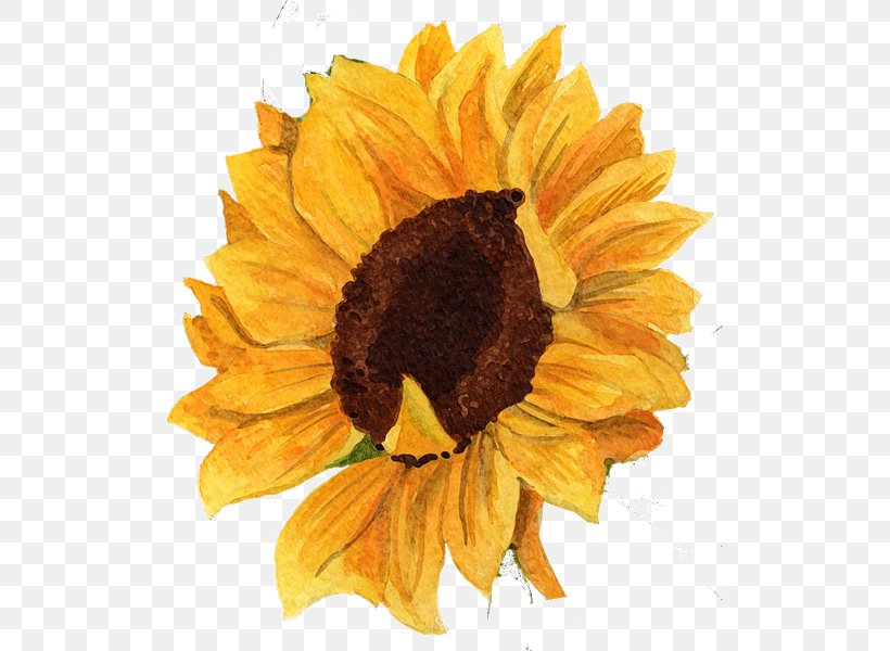 Common Sunflower Daisy Family Sunflower Seed Cut Flowers, PNG, 512x600px, Common Sunflower, Art, Cut Flowers, Daisy Family, Flower Download Free