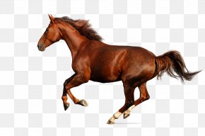 Fifty Animals That Changed The Course Of History Budyonny Horse Clydesdale Horse Enciclopedia Del Cavallo Equestrian PNG