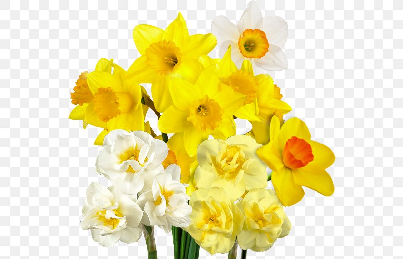 Daffodil Bulb Flower Varfell Narcissus, PNG, 548x527px, Daffodil, Amaryllis Family, Bulb, Cut Flowers, Flower Download Free